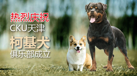 热烈庆祝CKU柯基犬天津俱乐部正式成立并与CKURK成为友好协作俱乐部